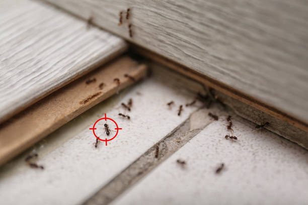 Best Spider Control Near Me  in Forestde, AL