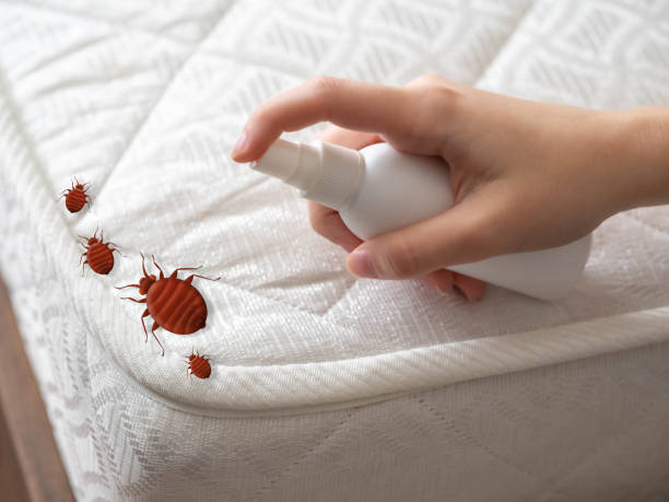 Best Bed Bug Extermination  in Forestde, AL
